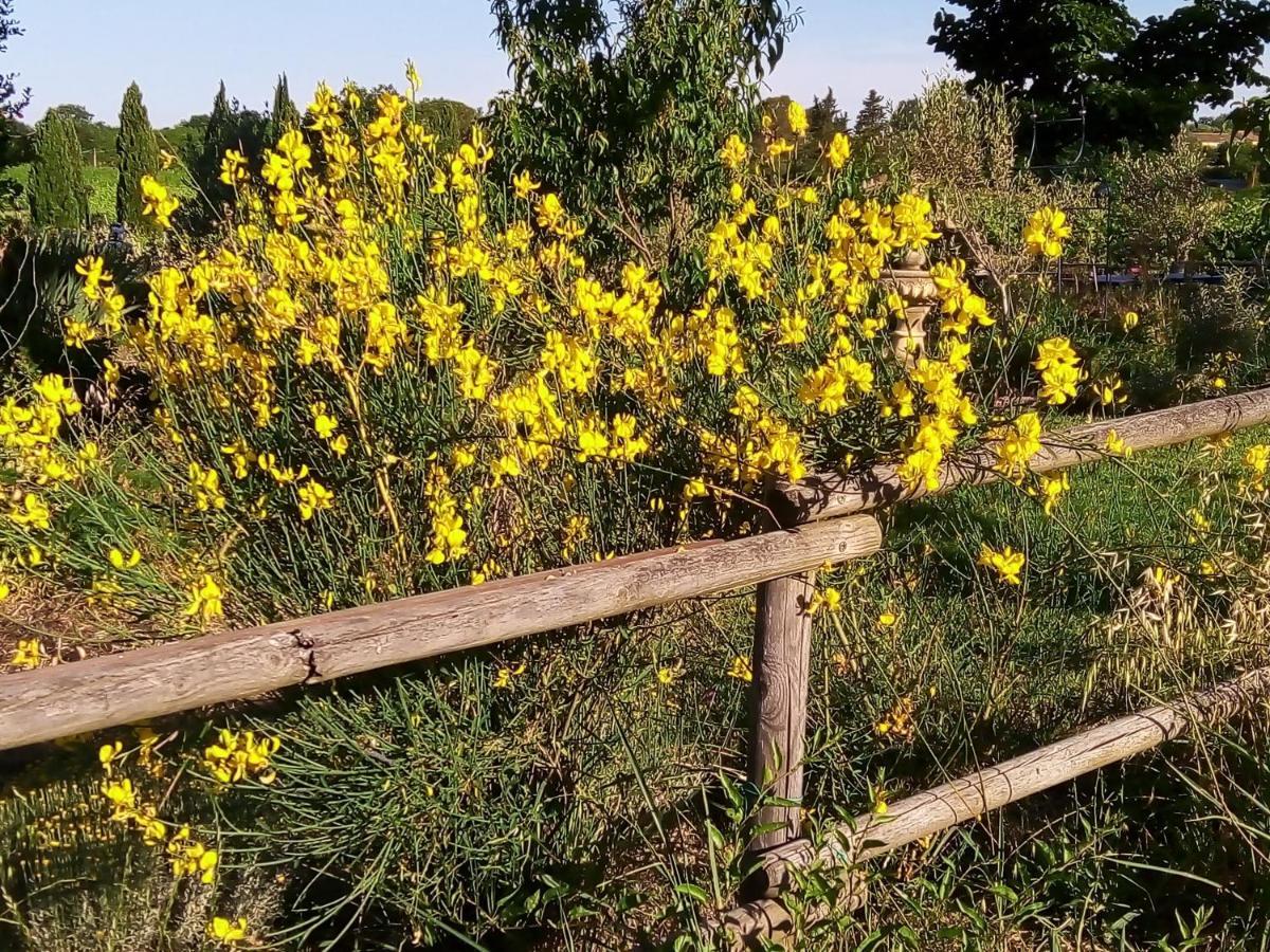 B&B La Gallinella Rossa Baschi Dış mekan fotoğraf